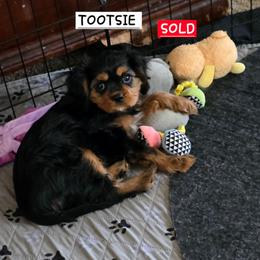 TOOTSIE - Black and tan female Cavalier King Charles Spaniel puppy in Lehi, Utah from Angels and Nobility Cavaliers