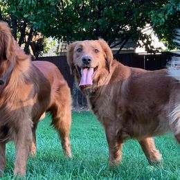 Golden Retrievers from Redwood Goldens