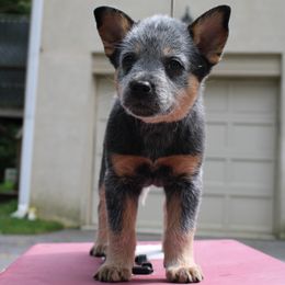 Australian Cattle Dog Puppies from Kanku