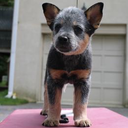 Australian Cattle Dog Puppies from Kanku