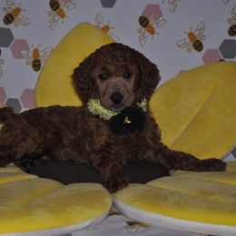 Poodle Puppies from Noblelee Kennel