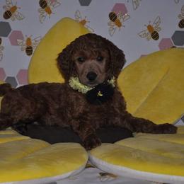 Poodle Puppies from Noblelee Kennel