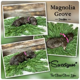 Sweet Gum - Pink Collar - female Australian Mountain Doodle puppy in Oxford, Alabama from Magnolia Grove Doodles