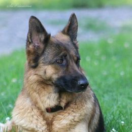 German Shepherd All Grown Up from Von Sagendorf Proud Paws