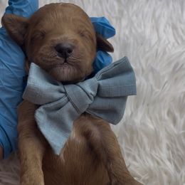 Gingerbread - Red  male Goldendoodle puppy in Richmond, Texas from Harper’s Heartbeats