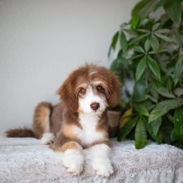 Ginger - Red tri-color male Aussiedoodle puppy in Tonopah, Arizona from Kae's Kennels