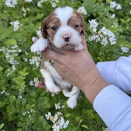 Cavalier King Charles Spaniel Puppies from Montpelier Cavaliers