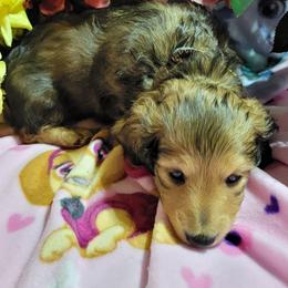 Dachshund Puppies from CLARK'S BREEDING PROGRAM