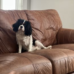 Lilly - Cavalier King Charles Spaniel