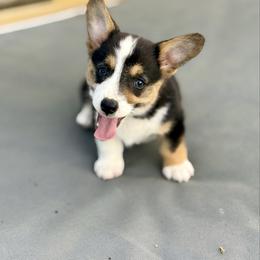 Pink - Black and tan female Pembroke Welsh Corgi puppy in Early, Texas from Mitchell Corgis