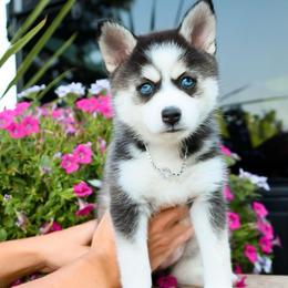 Diamond - Black and white female Pomsky puppy in Spring City, Pennsylvania from Pomsky Power Puppies