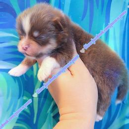 Chocolate Lavender Tri - Lavender male Pomeranian puppy in Albany, Oregon from Purrs N Poms