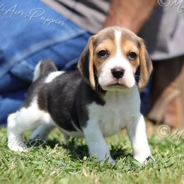 AKC 'Duncan' - Black tan and white male Beagle puppy in Lamar, Missouri from Marti Acres ~ Boston Terrier & Beagles