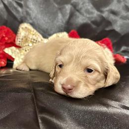 Peppermint- price listed - Cream female Dachshund puppy in Biloxi, Mississippi from Southern Doxies Ms