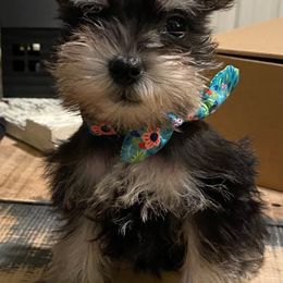 Miniature Schnauzers from Malloy Hollow Schnauzers