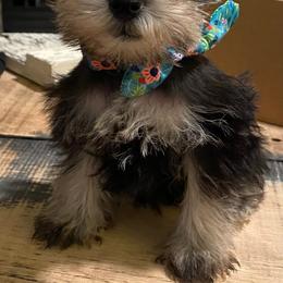 Miniature Schnauzers from Malloy Hollow Schnauzers