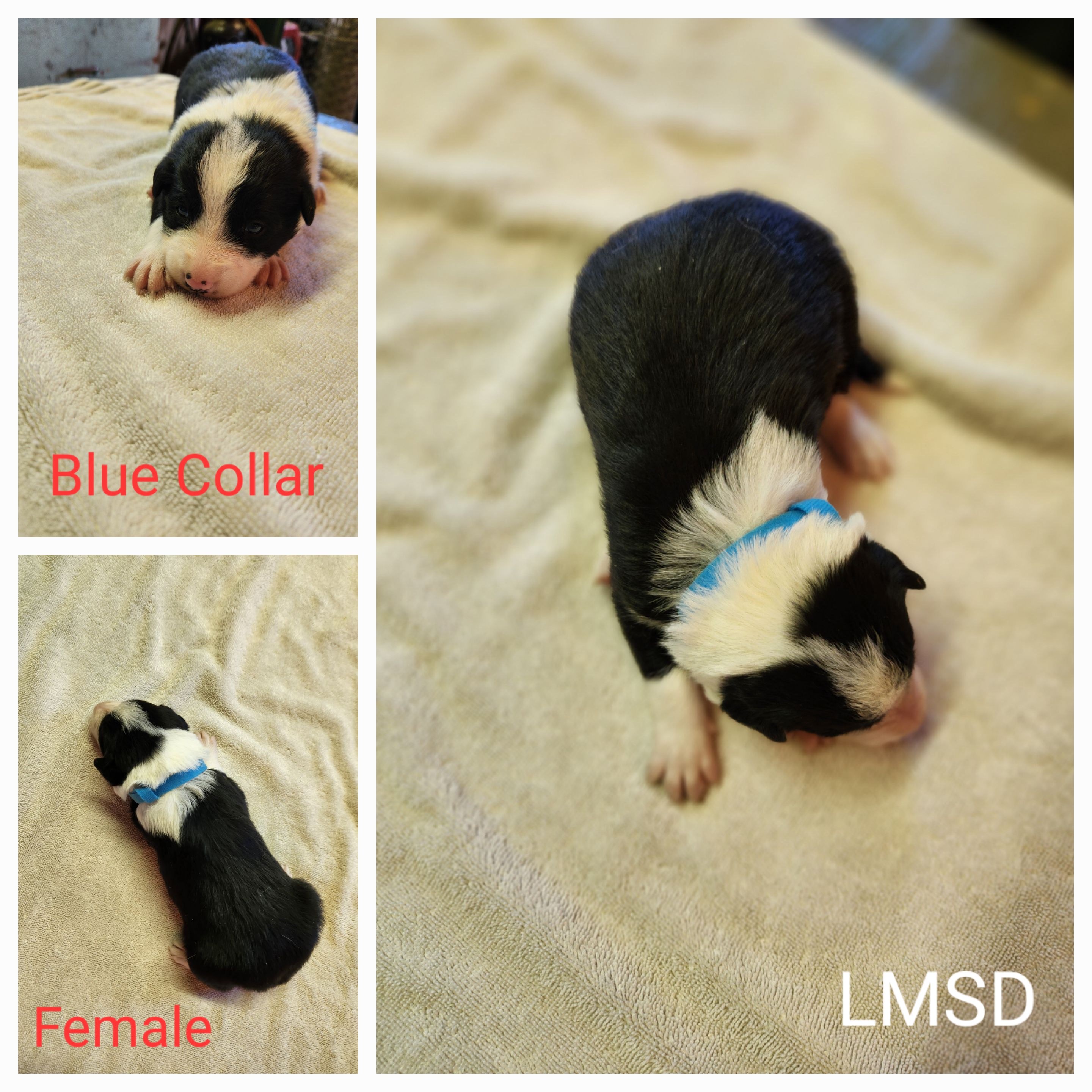 Girl 1 - Border Collie puppy in Idaho from Lacy Mountain Stockdogs