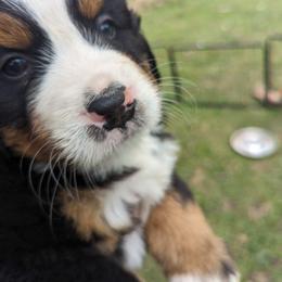 Bernese Mountain Dog Puppies from Berners of New Mexico