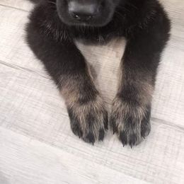 German Shepherd Puppies from BK German Shepherds
