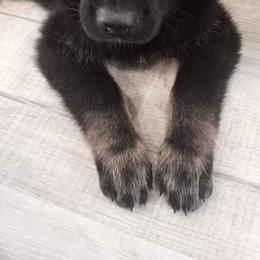 German Shepherd Puppies from BK German Shepherds