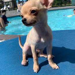 Chihuahua Puppies from Small and Mighty Chihuahuas