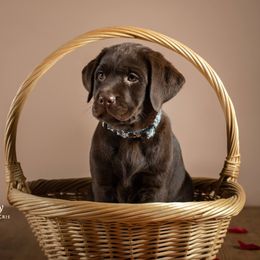 "Griff, c.2019" Labrador Retriever Puppies from Arctic Texan Labradors