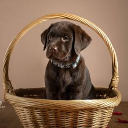 "Griff, c.2019" Labrador Retriever Puppies from Arctic Texan Labradors