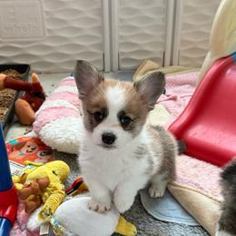 Nellie - Red female Pembroke Welsh Corgi puppy in Cheyenne, Wyoming from BriarFox Welsh Corgis
