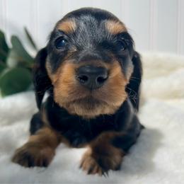 Black and Tan - Black and tan female Dachshund puppy in Nampa, Idaho from Long_and_Low_Dachshunds