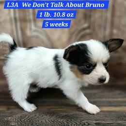 L3A We Don't Talk About Bruno - White black and tan male Papillon puppy in Davenport, Washington from Lovely Ladies and Little Asses Miniature Equines (L3A Pomeranians & Papillons)