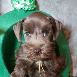 Miniature Schnauzer Puppies from Mountain View Schnauzers