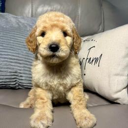 Jethro - Cream male Goldendoodle puppy in Lake City, Florida from Dream Hollow Farm