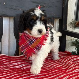 Angel - Black and white female Bernedoodle puppy in Fort Gibson, Oklahoma from Waggle Doodles