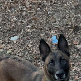 Wilma - Black sable female Belgian Malinois puppy in Centreville, Maryland from Barbihaus Kennels