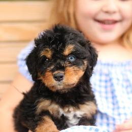 Rori - Black tri-color female Aussiedoodle puppy in Orleans, Indiana from Mae Blossom Puppies