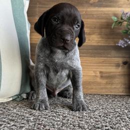 Toby - Liver roan male German Shorthaired Pointer puppy in Ulen, Minnesota from North Wind Gundogs