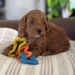River - Red male Cavapoo puppy in Orrstown, Pennsylvania from Pawfect Fur Friends