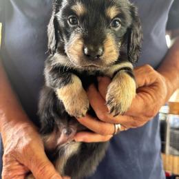 Black Collar Boy - Black and cream male Dachshund puppy in Maumelle, Arkansas from Smokehouse Doxies