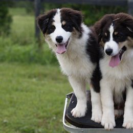BTF4 - Black tri-color female Australian Shepherd puppy in Warm Springs, Georgia from Out West Aussies