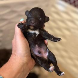 Clove - Brown male Poodle puppy in Caldwell, Idaho from Leila Pearson