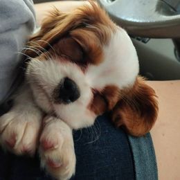 Cavalier King Charles Spaniel Puppies from Lockwood Cavaliers