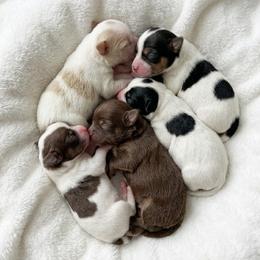 Companion Cross puppies from Lil Luxe Pups