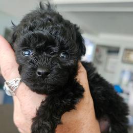 Twinkle Toes - Black female Poodle puppy in Mapleton, Utah from Caboodles Of Poodles