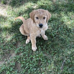 Golden Retriever Puppies from Apple Country Retrievers