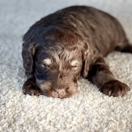 Goldendoodle Puppies from Doodlebloom Farm