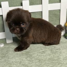 CKC Boy 2 - Liver male Shih Tzu puppy in Houston, Texas from Paws n Claws