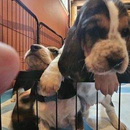 Basset Hound Puppies from Marvel-ous baby basset hounds