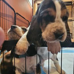 Basset Hound Puppies from Marvel-ous baby basset hounds