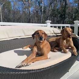 Rhodesian Ridgebacks from Mahana Ridgebacks