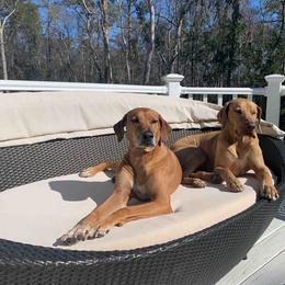 Rhodesian Ridgebacks from Mahana Ridgebacks